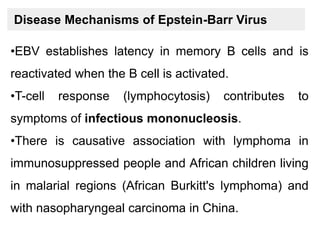Disease Mechanisms of Epstein-Barr Virus
•EBV establishes latency in memory B cells and is
reactivated when the B cell is activated.
•T-cell response (lymphocytosis) contributes to
symptoms of infectious mononucleosis.
•There is causative association with lymphoma in
immunosuppressed people and African children living
in malarial regions (African Burkitt's lymphoma) and
with nasopharyngeal carcinoma in China.
 