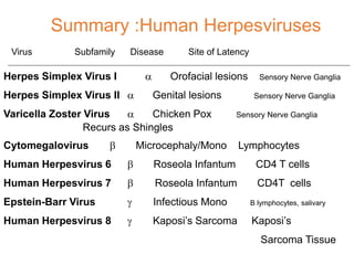 Virus Subfamily Disease Site of Latency
Herpes Simplex Virus I a Orofacial lesions Sensory Nerve Ganglia
Herpes Simplex Virus II a Genital lesions Sensory Nerve Ganglia
Varicella Zoster Virus a Chicken Pox Sensory Nerve Ganglia
Recurs as Shingles
Cytomegalovirus b Microcephaly/Mono Lymphocytes
Human Herpesvirus 6 b Roseola Infantum CD4 T cells
Human Herpesvirus 7 b Roseola Infantum CD4T cells
Epstein-Barr Virus g Infectious Mono B lymphocytes, salivary
Human Herpesvirus 8 g Kaposi’s Sarcoma Kaposi’s
Sarcoma Tissue
Summary :Human Herpesviruses
 