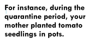 For instance, during the
quarantine period, your
mother planted tomato
seedlings in pots.
 