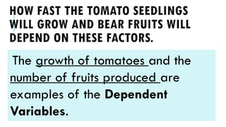HOW FAST THE TOMATO SEEDLINGS
WILL GROW AND BEAR FRUITS WILL
DEPEND ON THESE FACTORS.
The growth of tomatoes and the
number of fruits produced are
examples of the Dependent
Variables.
 