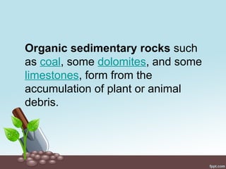 Organic sedimentary rocks such
as coal, some dolomites, and some
limestones, form from the
accumulation of plant or animal
debris.
 
