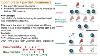 3. Mendelian Principle - ( 3 laws ).pptx