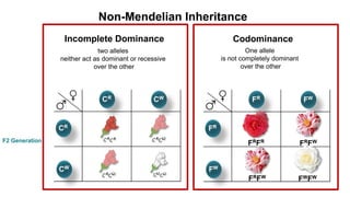 3. Mendelian Principle - ( 3 laws ).pptx