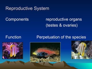 3.-Fish-Anatomy-Respiratory-Reproductive (1).ppt