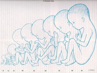 DesenvolvimentoS embrionário e fetal.ppt