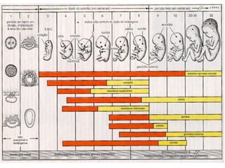 DesenvolvimentoS embrionário e fetal.ppt