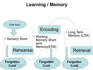 Learning / Memory
Data Input
Forgotten
/Lost
Forgotten
/Lost
Forgotten
/Lost
 