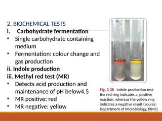 3.Basic concepts of bacteriolgy microbiology for 2nd year mbbs | PPTX
