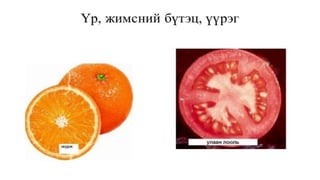 Лекц №3 Ургамлын газрын дээрх эрхтний бүтэц түүний онцлог.pptx