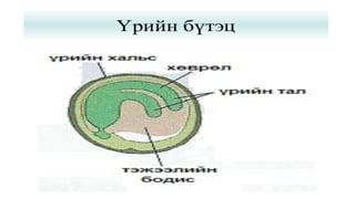 Лекц №3 Ургамлын газрын дээрх эрхтний бүтэц түүний онцлог.pptx