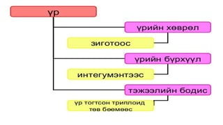 Лекц №3 Ургамлын газрын дээрх эрхтний бүтэц түүний онцлог.pptx