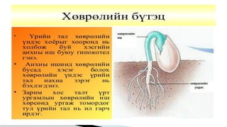 Лекц №3 Ургамлын газрын дээрх эрхтний бүтэц түүний онцлог.pptx