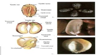 Лекц №3 Ургамлын газрын дээрх эрхтний бүтэц түүний онцлог.pptx