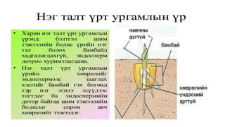 Лекц №3 Ургамлын газрын дээрх эрхтний бүтэц түүний онцлог.pptx