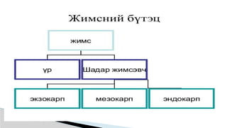 Лекц №3 Ургамлын газрын дээрх эрхтний бүтэц түүний онцлог.pptx