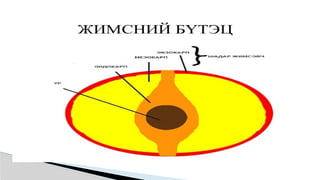 Лекц №3 Ургамлын газрын дээрх эрхтний бүтэц түүний онцлог.pptx