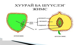Лекц №3 Ургамлын газрын дээрх эрхтний бүтэц түүний онцлог.pptx