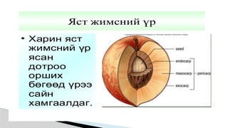 Лекц №3 Ургамлын газрын дээрх эрхтний бүтэц түүний онцлог.pptx