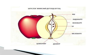 Лекц №3 Ургамлын газрын дээрх эрхтний бүтэц түүний онцлог.pptx