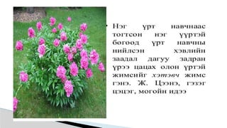 Лекц №3 Ургамлын газрын дээрх эрхтний бүтэц түүний онцлог.pptx