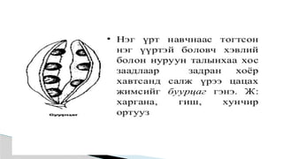 Лекц №3 Ургамлын газрын дээрх эрхтний бүтэц түүний онцлог.pptx