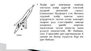 Лекц №3 Ургамлын газрын дээрх эрхтний бүтэц түүний онцлог.pptx