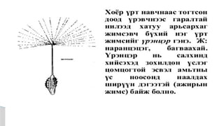 Лекц №3 Ургамлын газрын дээрх эрхтний бүтэц түүний онцлог.pptx
