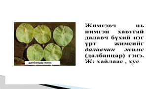 Лекц №3 Ургамлын газрын дээрх эрхтний бүтэц түүний онцлог.pptx