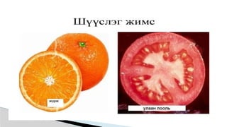 Лекц №3 Ургамлын газрын дээрх эрхтний бүтэц түүний онцлог.pptx