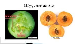 Лекц №3 Ургамлын газрын дээрх эрхтний бүтэц түүний онцлог.pptx