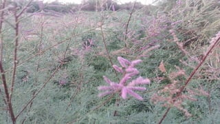 Лекц №3 Ургамлын газрын дээрх эрхтний бүтэц түүний онцлог.pptx