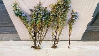 Лекц №3 Ургамлын газрын дээрх эрхтний бүтэц түүний онцлог.pptx