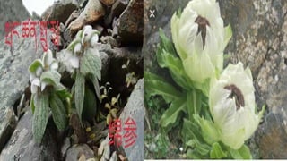 Лекц №3 Ургамлын газрын дээрх эрхтний бүтэц түүний онцлог.pptx