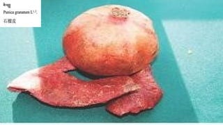 Лекц №3 Ургамлын газрын дээрх эрхтний бүтэц түүний онцлог.pptx