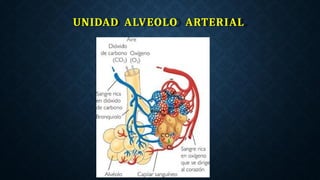 UNIDAD ALVEOLO ARTERIAL
 