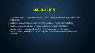 REGULACIÓN
• El ritmo cardíaco puede ser alterado por el sistema nervioso y por el sistema
endocrino.
• Las fibras simpáticas aceleran el ritmo cardiaco (efecto estimulador).
• Las fibras parasimpáticas lo hacen más lento (efecto inhibidor).
• La adrenalina y la noradrenalina (sintetizadas en las cápsulas
suprarrenales) y la tiroxina (sintetizada en la tiroides) aumentan el ritmo
cardiaco.
 