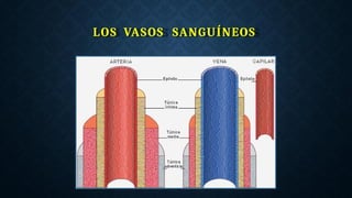 LOS VASOS SANGUÍNEOS
 
