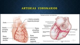 ARTERIAS CORONARIOS
 