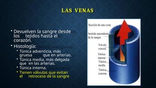 LAS VENAS
• Devuelven la sangre desde
los tejidos hasta el
corazón.
• Histología:
• Túnica adventicia, más
gruesa que en arterias.
• Túnica media, más delgada
que en las arterias.
• Túnica interna.
• Tienen válvulas que evitan
el retroceso de la sangre
 