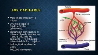 LOS CAPILARES
• Muy finos: entre 8 y 12
micras.
• Una sola capa te
tejido epitelial
(endotelio).
• Su función principal es el
intercambio de sustancias
entre la luz de los
capilares y el líquido
intersticial de los tejidos.
• La longitud total es de
unos
100.000 kilómetros.
 