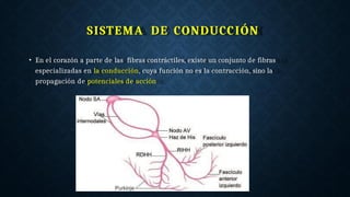 SISTEMA DE CONDUCCIÓN
• En el corazón a parte de las fibras contráctiles, existe un conjunto de fibras
especializadas en la conducción, cuya función no es la contracción, sino la
propagación de potenciales de acción
 
