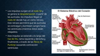 • Los impulsos surgen en el nodo SA y
se genera la despolarización. A partir de
las aurículas, los impulsos llegan al
nodo AV donde hay un cierto retraso.
Este retraso permitirá que las aurículas
se contraigan y bombeen sangre hacia
los ventrículos (mientras éstos están
relajados).
• Este impulso se extiende a lo largo del
haz de His, rama izquierda y derecha y,
finalmente, a través de las fibras de
Purkinje causando contracción
ventricular.
 