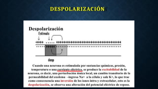 DESPOLARIZACIÓN
 