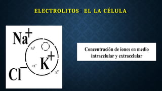ELECTROLITOS EL LA CÉLULA
 