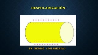 DESPOLARIZACIÓN
EN REPOSO ( POLARIZADA )
 