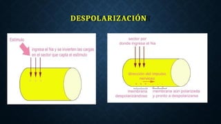 DESPOLARIZACIÓN
 