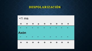 DESPOLARIZACIÓN
 