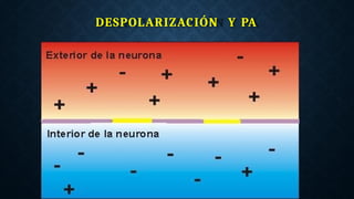 DESPOLARIZACIÓN Y PA
 
