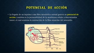 POTENCIAL DE ACCIÓN
• La llegada de un impulso a una fibra miocárdica normal genera un potencial de
acción (cambios en la permeabilidad de la membrana celular a determinados
iones), el cual ocasiona la contracción de la fibra muscular del miocardio.
 