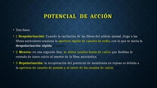 POTENCIAL DE ACCIÓN
• Tres fases:
• 1. Despolarización: Cuando la excitación de las fibras del nódulo sinusal ,llega a las
fibras auriculares ocasiona la apertura rápida de canales de sodio, con lo que se inicia la
despolarización rápida.
• 2. Meseta: en una segunda fase, se abren canales lentos de calcio que facilitan la
entrada de iones calcio al interior de la fibra miocárdica.
• 3. Repolarización: la recuperación del potencial de membrana en reposo es debida a
la apertura de canales de potasio y al cierre de los canales de calcio.
 